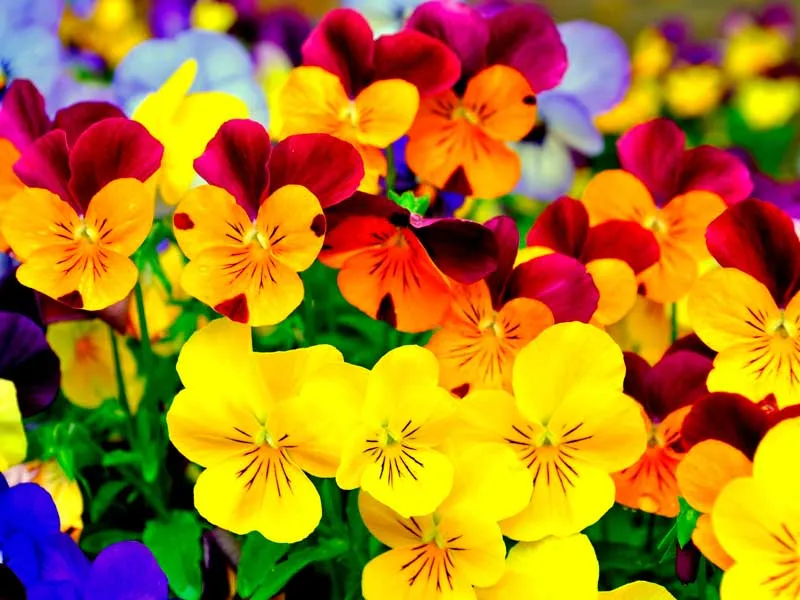 Поздравляем с Международным женским днем! Поздравляем с Международным женским днем!