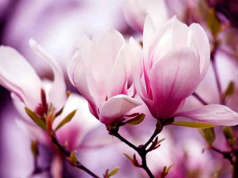 Поздравляем с Международным женским днем!