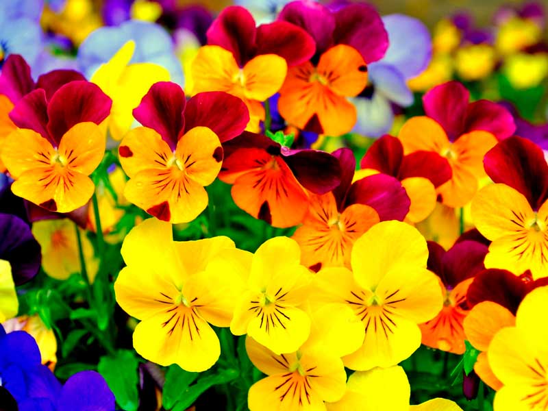 Поздравляем с Международным женским днем!